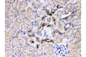IHC testing of FFPE rat kidney with GNB1 antibody at 1ug/ml. (GNB1 antibody  (AA 2-42))