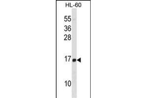 HIST1H2BD Antibody (N-term) (ABIN1538789 and ABIN2850511) western blot analysis in HL-60 cell line lysates (35 μg/lane). (HIST1H2BD antibody  (N-Term))