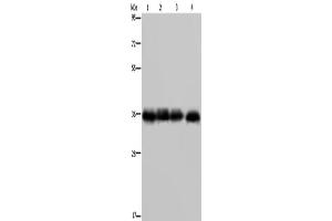 Western Blotting (WB) image for anti-F11 Receptor (F11R) antibody (ABIN2430331) (F11R antibody)
