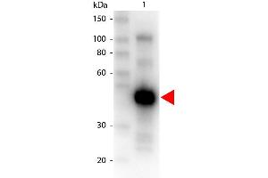 Western Blot of Peroxidase conjugated Goat anti-MONKEY IgG gamma antibody.