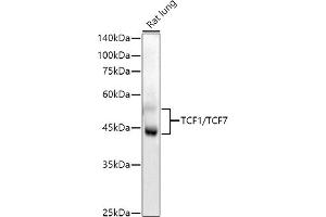Western blot analysis of extracts of Rat lung, using TCF1/TCF7 antibody (ABIN7270885) at 1:1000 dilution. (TCF7 antibody)