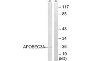 Western Blotting (WB) image for anti-Apolipoprotein B mRNA Editing Enzyme, Catalytic Polypeptide-Like 3A (APOBEC3A) (AA 27-76) antibody (ABIN2890531) (APOBEC3A antibody  (AA 27-76))