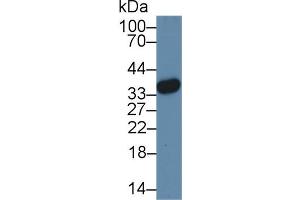 Western Blot; Sample: Human Hela cell lysate; Primary Ab: 3µg/ml Rabbit Anti-Mouse HMG20B Antibody Second Ab: 0. (HMG20B antibody  (AA 1-213))