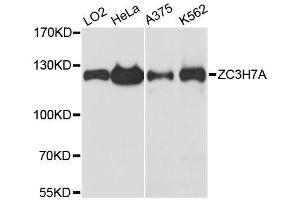 Western blot analysis of extracts of various cell lines, using ZC3H7A antibody. (ZC3H7A antibody  (AA 1-220))