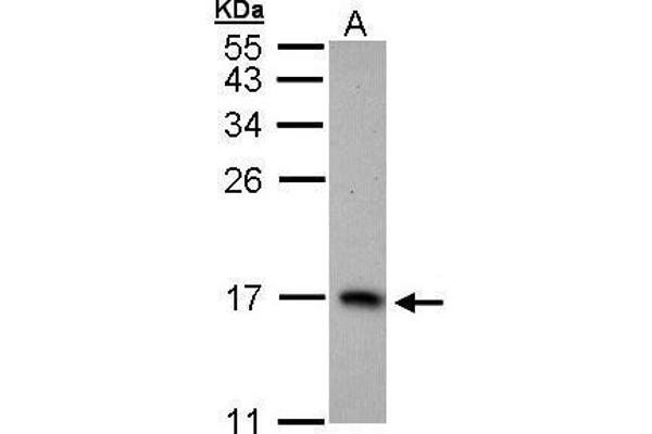 PTS antibody