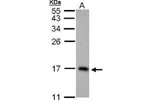 WB Image Sample (30 ug of whole cell lysate) A: H1299 15% SDS PAGE antibody diluted at 1:1000 (PTS antibody)