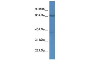 AFM antibody used at 1. (Afamin antibody  (C-Term))