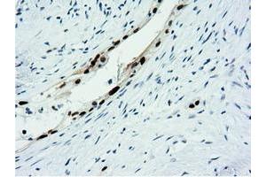 Image no. 9 for anti-5'-Nucleotidase Domain Containing 1 (NT5DC1) antibody (ABIN1499838)