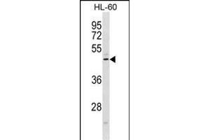 CMKLR1 Antibody (C-term) (ABIN1881215 and ABIN2839054) western blot analysis in HL-60 cell line lysates (35 μg/lane). (CMKLR1 antibody  (C-Term))