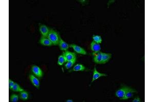 Immunofluorescence (IF) image for anti-Parkinson Protein 7 (PARK7) (AA 1-188) antibody (ABIN7166460)