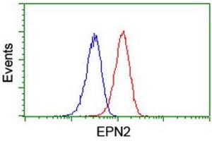 Image no. 5 for anti-Epsin 2 (EPN2) antibody (ABIN1498051) (Epsin 2 antibody)