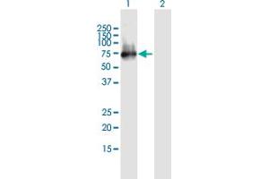 Western Blot analysis of ERRFI1 expression in transfected 293T cell line by ERRFI1 MaxPab polyclonal antibody. (ERRFI1 antibody  (AA 1-462))