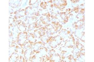 IHC testing of FFPE human pancreas with VLDLR antibody (clone VLPR-1). (VLDLR antibody  (C-Term))