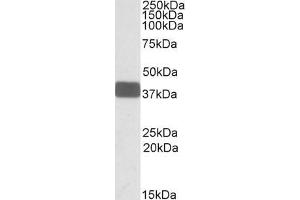 ABIN571005 (0. (WNT9B antibody  (Internal Region))