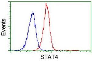 Image no. 4 for anti-Signal Transducer and Activator of Transcription 4 (STAT4) antibody (ABIN1501178) (STAT4 antibody)