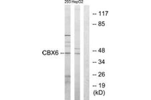 Western blot analysis of extracts from 293/HepG2 cells, using CBX6 Antibody.