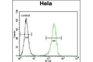 CCNH Antibody (N-term) (ABIN655160 and ABIN2844778) flow cytometric analysis of Hela cells (right histogram) compared to a negative control cell (left histogram). (Cyclin H antibody  (N-Term))