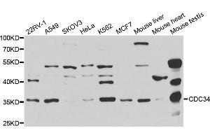 Western blot analysis of extracts of various cell lines, using CDC34 antibody. (CDC34 antibody)