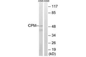 Western blot analysis of extracts from A549 cells, using CPM Antibody. (CPM antibody  (AA 71-120))