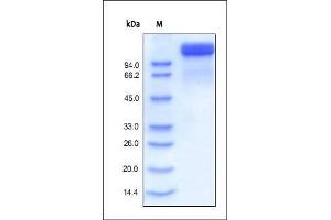 Human Semaphorin 4D, Fc Tag on SDS-PAGE under reducing (R) condition. (SEMA4D/CD100 Protein (AA 22-734) (Fc Tag))