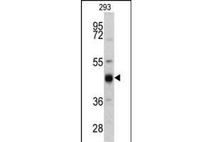 Western blot analysis of KRT13 antibody (N-term) (ABIN390662 and ABIN2840957) in 293 cell line lysates (35 μg/lane). (Cytokeratin 13 antibody  (N-Term))