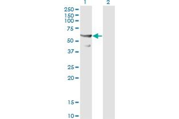 CDC45 antibody  (AA 1-566)
