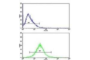 Flow cytometric analysis of HepG2 cells using GAPDH antibody (bottom histogram) compared to a negative control cell (top histogram). (GAPDH antibody  (AA 233-259))