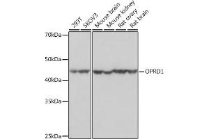 Western blot analysis of extracts of various cell lines, using OPRD1 Rabbit mAb (ABIN7269100) at 1:1000 dilution. (OPRD1 antibody)