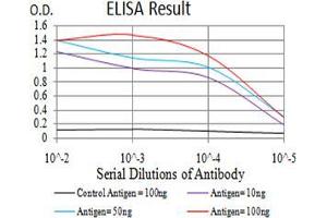 Black line: Control Antigen (100 ng),Purple line: Antigen (10 ng), Blue line: Antigen (50 ng), Red line:Antigen (100 ng) (Parvovirus B19 NS1 (AA 1-216) antibody)