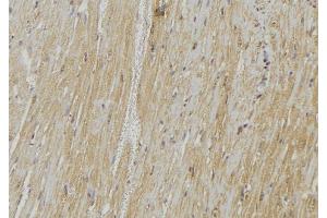 ABIN6278542 at 1/100 staining Mouse muscle tissue by IHC-P. (Vamp-1+2+3 antibody)