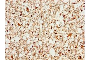 IHC image of ABIN7160445 diluted at 1:600 and staining in paraffin-embedded human brain tissue performed on a Leica BondTM system. (MAG antibody  (AA 25-516))
