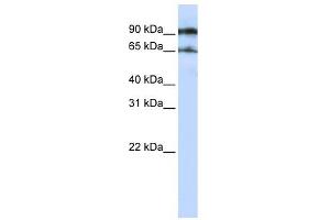 VSIG8 antibody used at 1 ug/ml to detect target protein. (VSIG8 antibody  (N-Term))