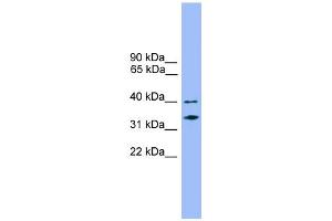 WB Suggested Anti-NDFIP2 Antibody Titration:  0. (NDFIP2 antibody  (Middle Region))