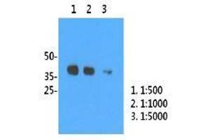 Image no. 2 for anti-Influenza A Virus H1N1 antibody  (AA 18-344) (ABIN1107746) (Influenza A Virus H1N1 antibody  (AA 18-344))