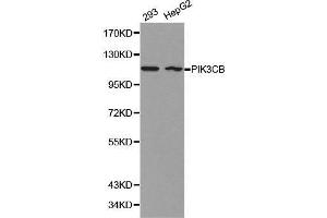 Western blot analysis of 293 cell and HepG2 cell lysate using PIK3CB antibody. (PIK3CB antibody  (AA 771-1070))