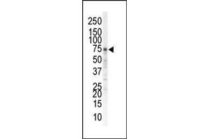 Western blot analysis of anti-EphA5 N-term Pab in mouse brain tissue. (EPH Receptor A5 antibody  (N-Term))