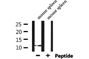 Western blot analysis of extracts from mouse spleen, using Acetyl-Histone H4 (Lys12) Antibody. (Histone H4 antibody  (acLys12))