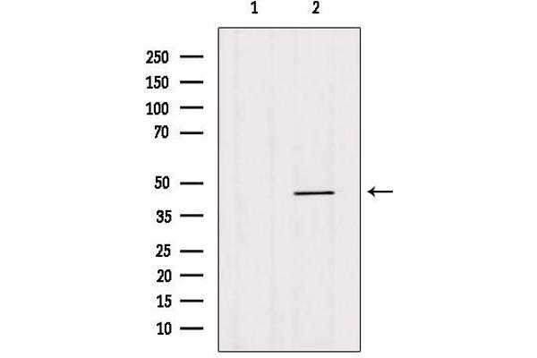 HOXB3 antibody  (C-Term)