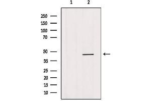 HOXB3 antibody  (C-Term)