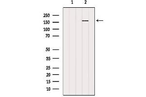 Western blot analysis of extracts from 3t3, using RPGRIP1L Antibody. (RPGRIP1L antibody  (N-Term))