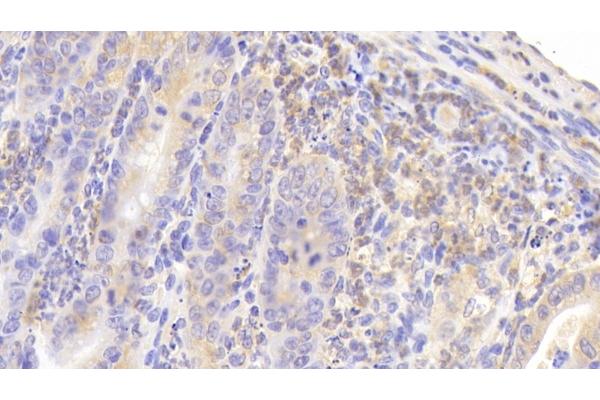 MUC5B antibody  (AA 75-295)
