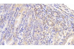 Detection of MUC5B in Mouse Small intestine Tissue using Polyclonal Antibody to Mucin 5 Subtype B (MUC5B) (MUC5B antibody  (AA 75-295))