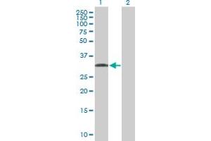 Western Blot analysis of C1QTNF7 expression in transfected 293T cell line by C1QTNF7 MaxPab polyclonal antibody. (CTRP7 antibody  (AA 1-289))