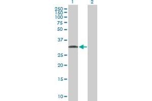 Western Blot analysis of C1QTNF7 expression in transfected 293T cell line by C1QTNF7 MaxPab polyclonal antibody.