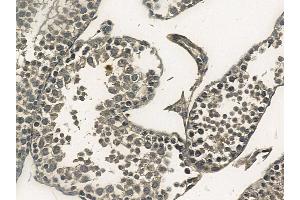 MSK2 Mouse Monoclonal Antibody at 1/100 staining mouse testis tissue by IHC-P.