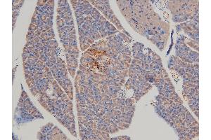 ABIN6267554 at 1/100 staining mouse pancreatic tissue sections by IHC-P.