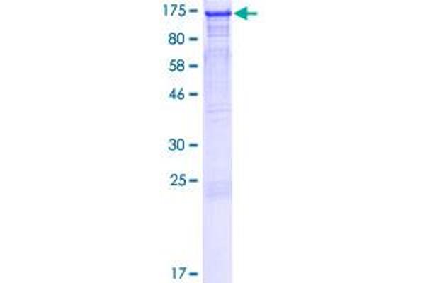 LEO1 Protein (AA 1-666) (GST tag)