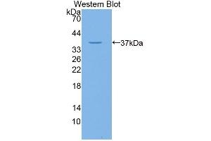 Detection of Recombinant GLVR1, Human using Polyclonal Antibody to Gibbon Ape Leukemia Virus Receptor 1 (GLVR1) (SLC20A1 antibody  (AA 251-510))