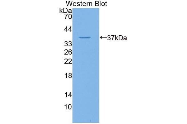 SLC20A1 antibody  (AA 251-510)