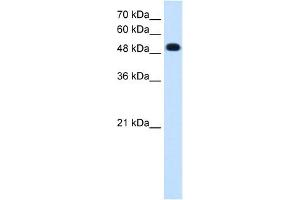 PTPRR antibody used at 0. (PTPRR antibody  (C-Term))